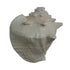 Mahabharat Shankh | Traditional Hindu Puja Conch