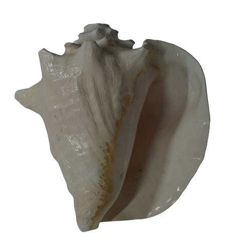 Mahabharat Shankh | Traditional Hindu Puja Conch