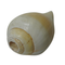 Vishnu Shankh Original Conch for Daily Puja