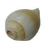 Vishnu Shankh Original Conch for Daily Puja