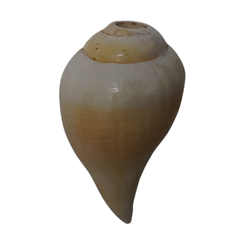 Vishnu Shankh Original Conch for Daily Puja