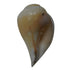 Vishnu Shankh Original Conch for Daily Puja
