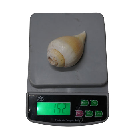 Vishnu Shankh Original Conch for Daily Puja