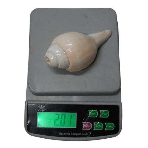 Natural Vishnu Shankh for Temple & Home Decor