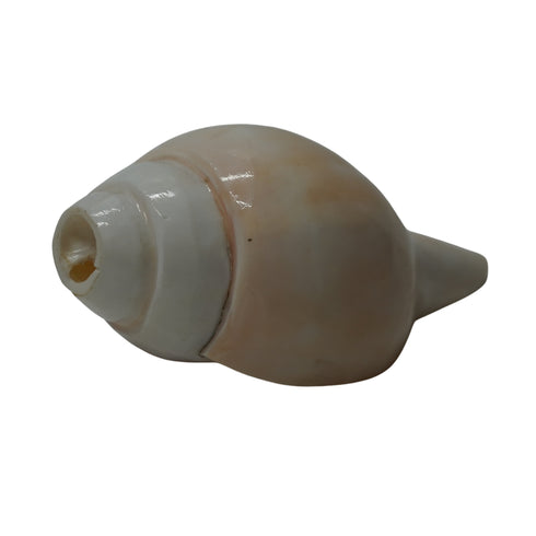 Natural Vishnu Shankh for Temple & Home Decor
