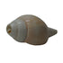 Natural Vishnu Shankh for Temple & Home Decor