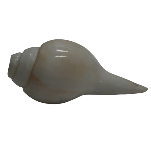 Natural Vishnu Shankh for Temple & Home Decor