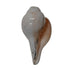 Natural Vishnu Shankh for Temple & Home Decor