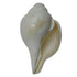 Premium Vishnu Shankh for Puja & Meditation