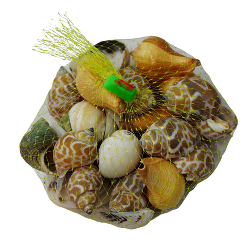 Shankh Seepiya Collection | Natural Sea Shells ( pack of 4)