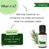 Mystiq Living Originals Rosemary Essential Oil