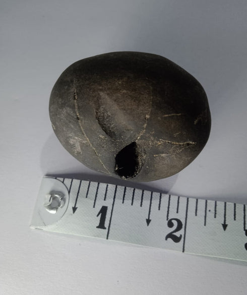 Govinda Shaligram from Gandaki River