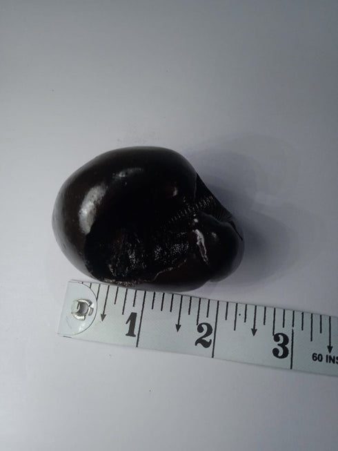 Hayagriva Shaligram from Gandaki River