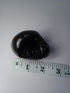 Hayagriva Shaligram from Gandaki River