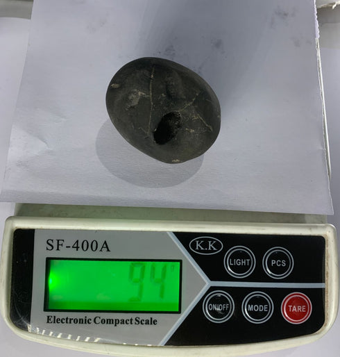 Govinda Shaligram from Gandaki River