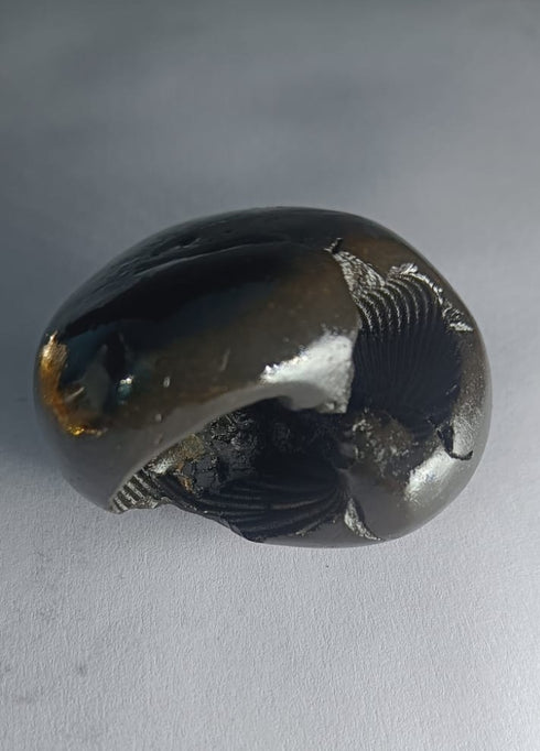 Hayagriva Shaligram from Gandaki River