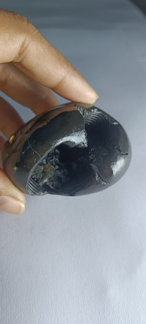 Hayagriva Shaligram from Gandaki River