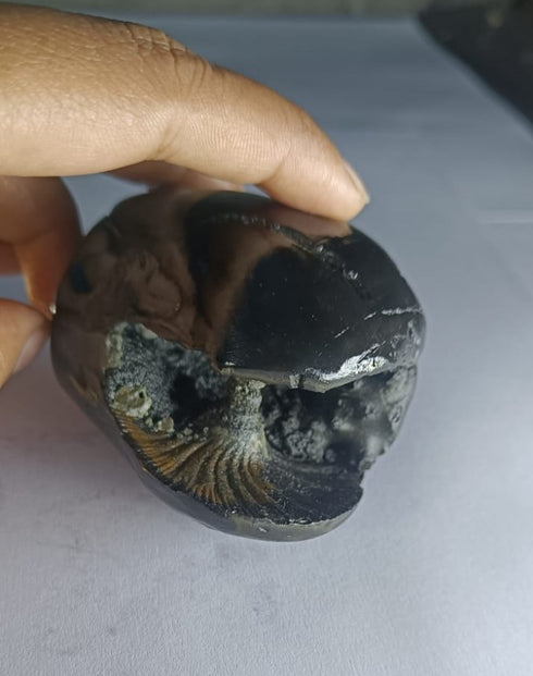 Original Hayagriva Shaligram from Gandaki River