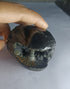Original Hayagriva Shaligram from Gandaki River