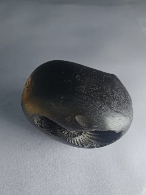 Damodar Shaligram 171g