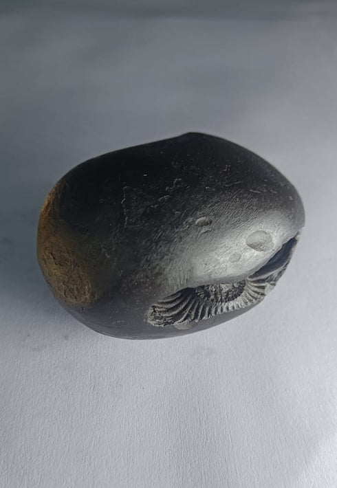 Damodar Shaligram 171g