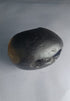 Damodar Shaligram 171g