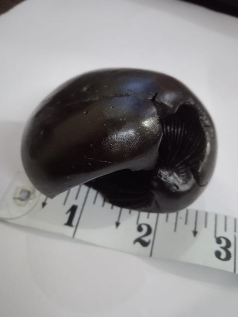 Hayagriva Shaligram from Gandaki River