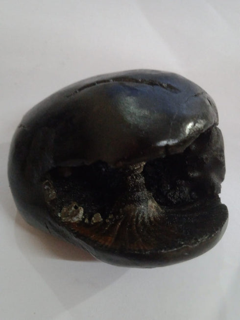 Original Hayagriva Shaligram from Gandaki River