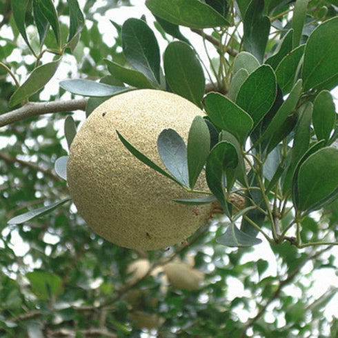 Wood Apple For Ganesh Pooja (one)