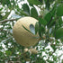 Wood Apple For Ganesh Pooja (one)
