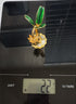 Pure Silver Banana Tree 22gm Each - By Mahita Collections