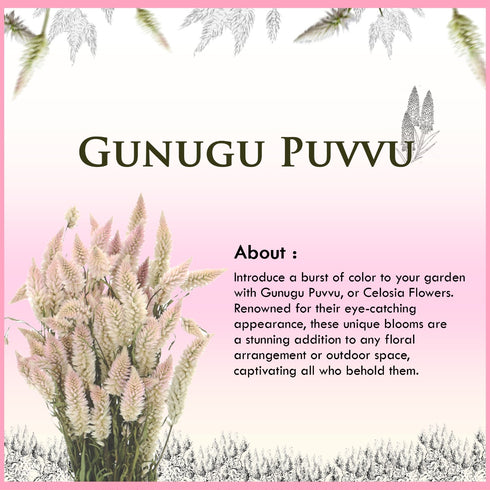 Gunugu Puvvu | Celosia Flowers
