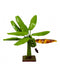 Rainbow Art Gallery Banana Tree