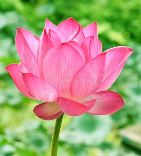 Fresh Lotus Flower For Pooja