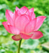 Fresh Lotus Flower For Pooja
