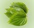Paan leaves| Betel Leaves