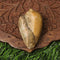 Vedicvaani Blessings of Lord Vishnu & Devi Lakshmi Heera Shankh Conch Shell