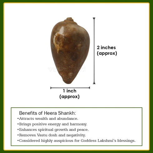 Vedicvaani Blessings of Lord Vishnu & Devi Lakshmi Heera Shankh Conch Shell