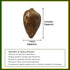 Vedicvaani Blessings of Lord Vishnu & Devi Lakshmi Heera Shankh Conch Shell
