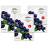 Keya Seth Aromatherapy Blueberry Face Brightening Mask