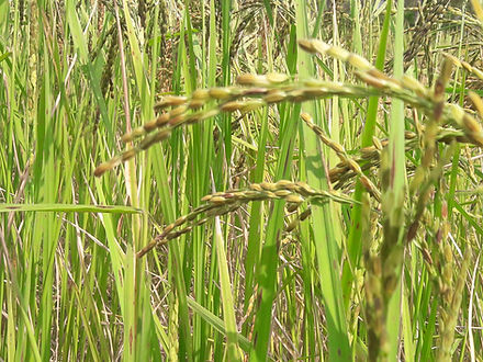 Sempulam Sustainable Solution - Poovan Samba Rice