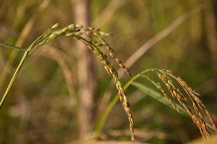 Muralis Markets - Kaivari Samba Raw Rice