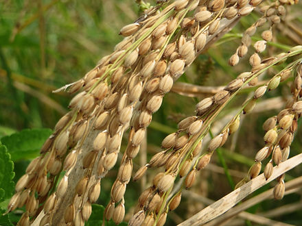 Sempulam Sustainable Solution - Kothamalli Samba (Boiled Rice)