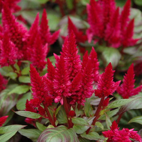 Gunugu Puvvu | Celosia Flowers
