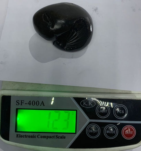 Hayagriva Shaligram from Gandaki River