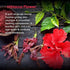 Keya Seth Aromatherapy Hibiscus Replenishing Hydra 3-In-1 Facial Sheet Mask