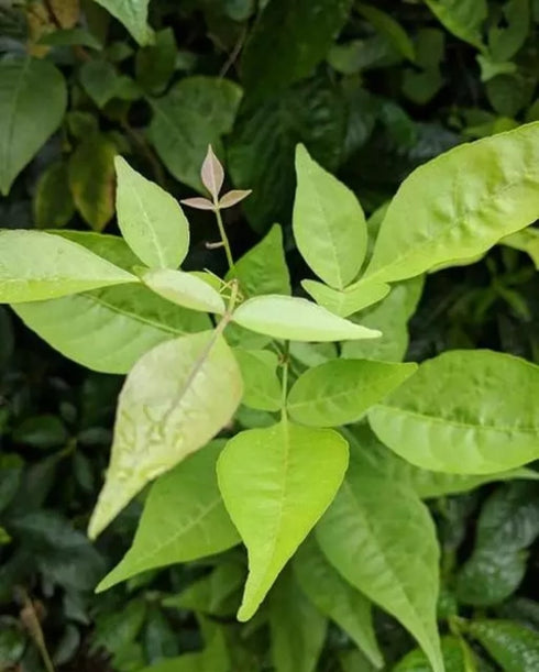 Bilwa | Beil | Bel Patra leaves