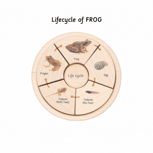 Ariro Toys Life Cycle Puzzle - Oviparous