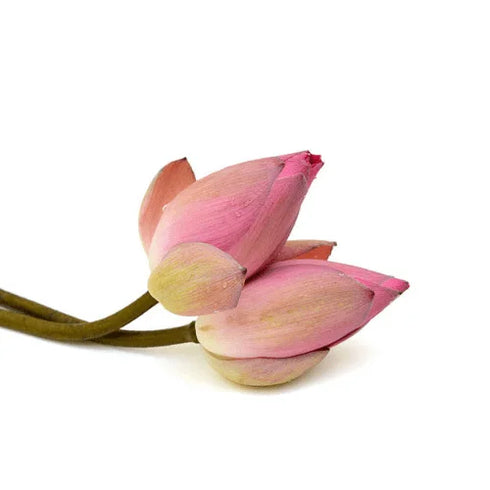 Fresh Lotus Flower For Pooja