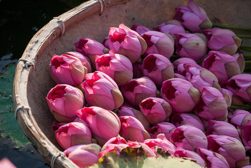 Fresh Lotus Flower For Pooja